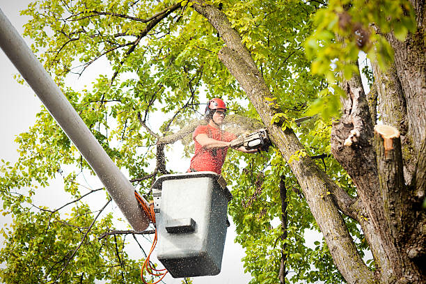 Best Tree Health Inspection  in Smoke Rise, AL